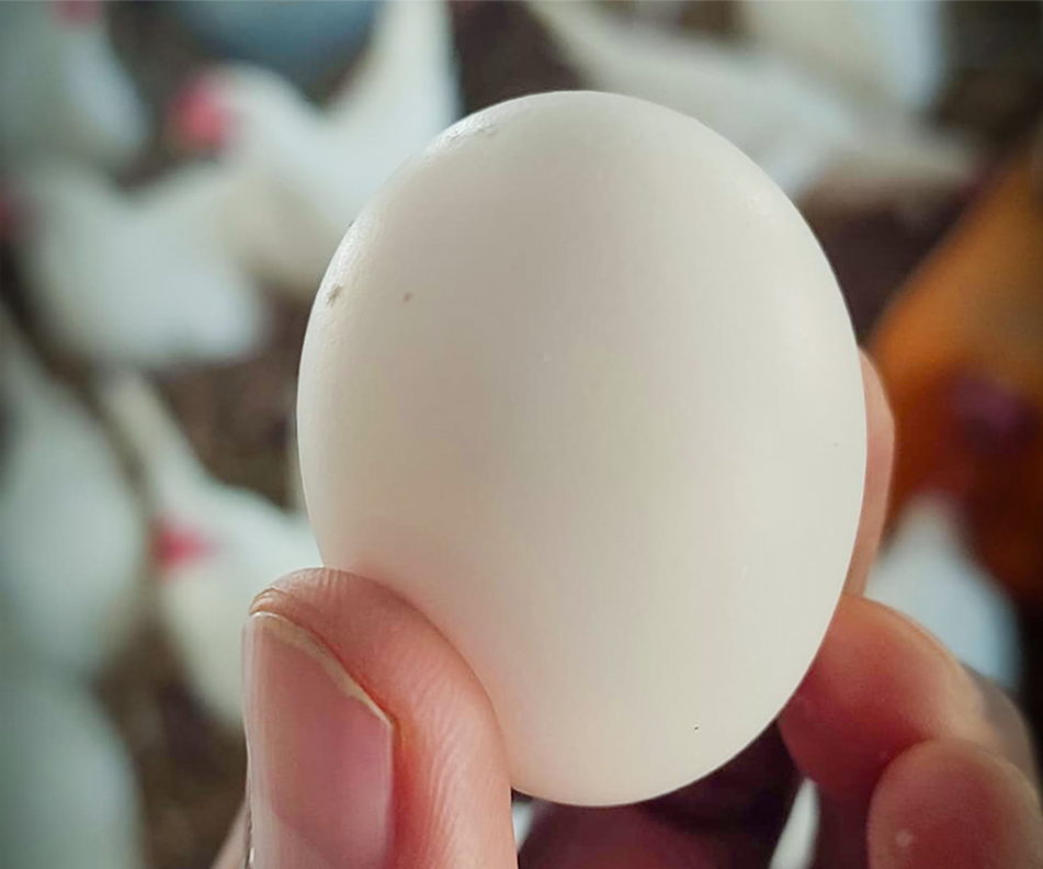 Œuf frais produit par la Ferme Avicole Baniamba